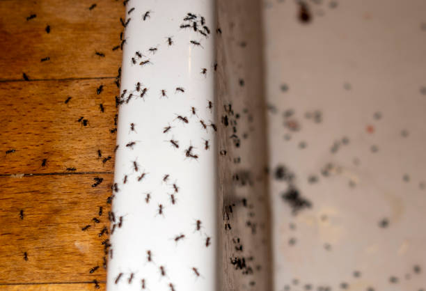 Wildlife Control Services in Elba, AL