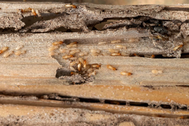 Best Pest Prevention Services  in Elba, AL